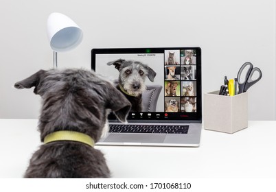 Funny Dog Working From Home Remotely While Conducting A Web Video Conference Call With Pet Friends