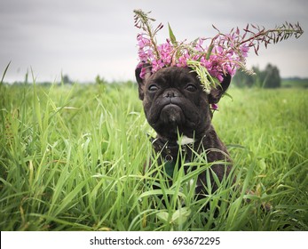 Funny dog in a wreath from wild flowers in the field