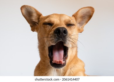 Funny dog yawning. Head of a mixed-breed fawn dog facing the camera with mouth wide open showing tongue and eyes closed isolated against a white background