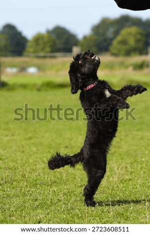 Funny doggy dancing on command