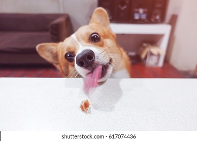 Funny Dog,hungry Corgi Licking With Tongue Out And Looking Snack