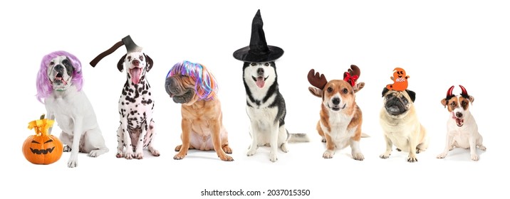 Funny Dogs With Halloween Decor On White Background