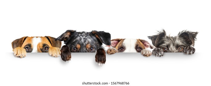 Funny dogs peeking eyes above white horizontal web banner with paws hanging over