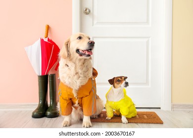Funny dogs wearing raincoats in hall