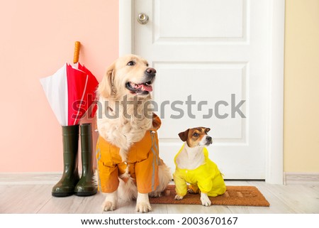 Funny dogs wearing raincoats in hall