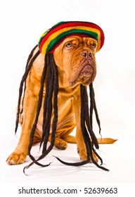 Funny Dogue De Bordeaux In Rastafarian Hat With Dreadlocks