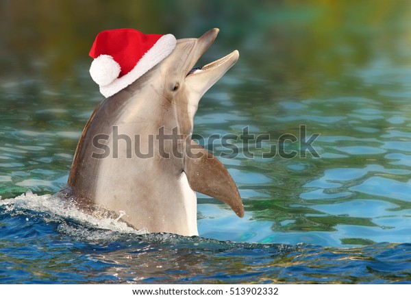 dolphins christmas hat