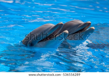 Funny dolphins in the pool during a show at a zoo