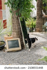 Funny domestic black white cat walking to the toilet  following the sign on computer screen in backyard. Street photography