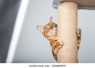Funny domestic cat climbs up the cat pole.