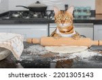 Funny domestic cat rolls out pizza dough on the kitchen table using a rolling pin.
