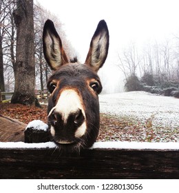 The Donkey in Winter