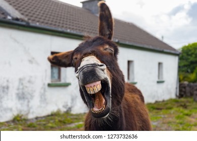 Funny Donkey Laughing at the camera