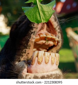 Funny Donkey Laughing At The Camera, Donkey Teeth Close-up, Smile And Pet Portrait, Donkey Mouth, Huge Yellow Teeth And Lips.
