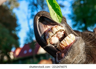 Funny Donkey Laughing At The Camera, Donkey Teeth Close-up, Smile And Pet Portrait, Donkey Mouth, Huge Yellow Teeth And Lips.
