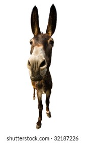 Funny Donkey With Long Ears