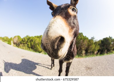 free clipart of donkey bite