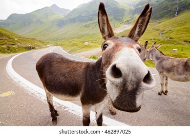 Funny donkey on Transfagarasan road in Romanian mountains