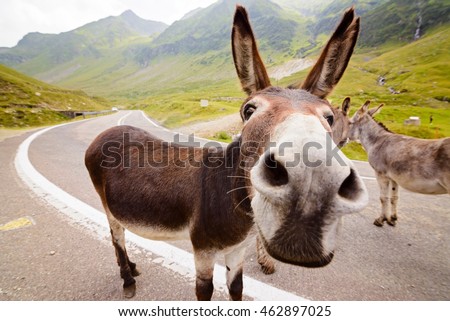 Funny donkey on Transfagarasan road in Romanian mountains