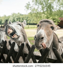 Funny donkeys making expressive faces behind a wooden fence on a farm. Close-up square portrait of curious farm animals looking at the camera in natural daylight.
