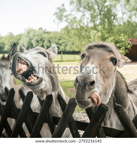 Funny donkeys making expressive faces behind a wooden fence on a farm. Close-up square portrait of curious farm animals looking at the camera in natural daylight.
