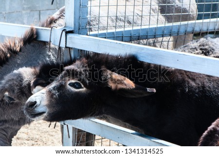 Funny Donkeys in the pen