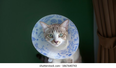 funny drawing in elizabethan collar cat