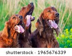 Funny drooling salivating pet dogs panting in the grass in a hot summer