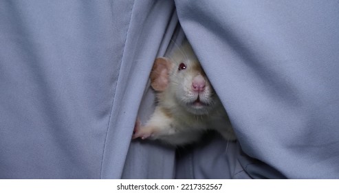 2,083 Veterinarian Career Images, Stock Photos & Vectors Shutterstock