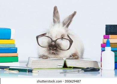 Funny Dwarf Rabbit With Glasses Reading A Book