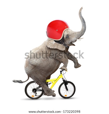 Funny elephant with protective helmet riding a bike. Safety and insurance concept.