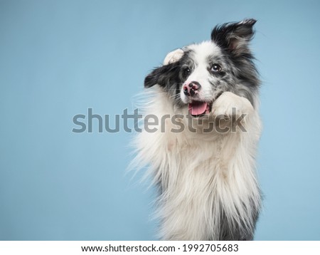 funny emotional dog, border collie waving paws, cute pose. pet on a blue background. 
