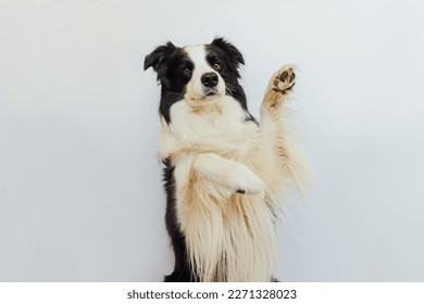 Funny emotional dog. Cute puppy dog border collie with funny face waving paw isolated on white background. Cute pet dog, cute pose. Dog raise paw up. Pet animal life concept - Shutterstock ID 2271328023