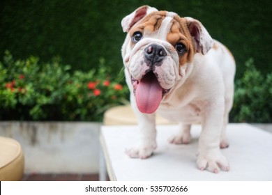 Funny English Bulldog Playing On Table.