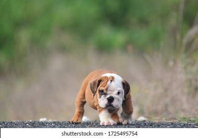 Funny English Bulldog Playing Puppy in the Park
