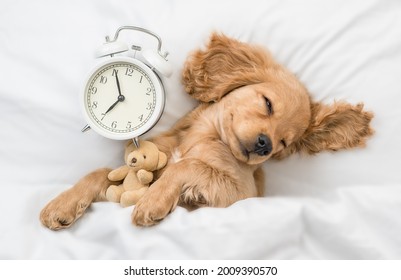 Funny English Cocker spaniel puppy sleeps with toy bear near alarm clock under white warm blanket on a bed at home 