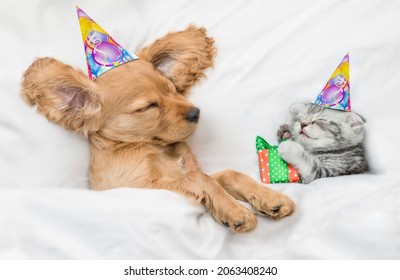 Funny English Cocker Spaniel Puppy And Kitten Wearing Birthday Caps Sleep Together Under White Warm Blanket On A Bed At Home. Kitten Holds Gift Box. Top Down View