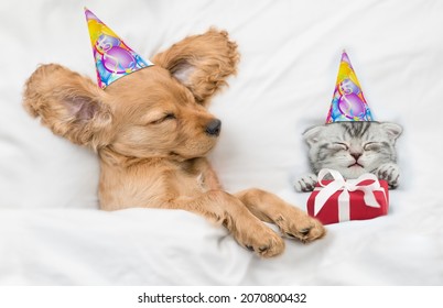 Funny English Cocker Spaniel Puppy And Kitten Wearing Birthday Caps Sleep Together Under White Warm Blanket On A Bed At Home. Kitten Holds Gift Box. Top Down View