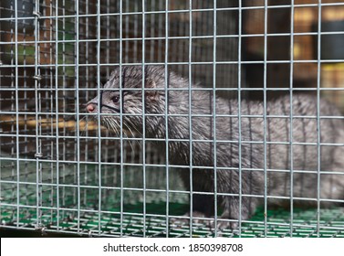 Funny European blue mink animal in a cage with wet fur after a shower in summer. Breeding animals in captivity. Fur farm, zoo