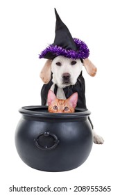 Funny Evil Halloween Witch Puppy Dog And Pet Cat