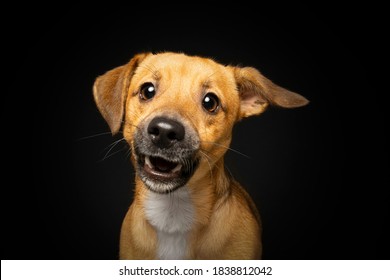 Funny And Excited, Dachshund And Jack Russell Mixed Dog With Shocked Expression On Black Background