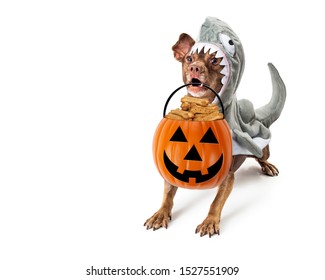 Funny Excited Dog Wearing Shark Costume Carrying Trick-or-treat Jack-o-lantern Candy Holder