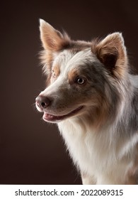 犬 威嚇 の画像 写真素材 ベクター画像 Shutterstock