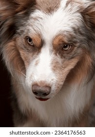 Funny expression dog. border collie on a brown background, head shot - Shutterstock ID 2364176563