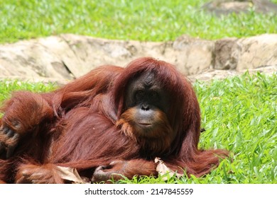 Funny expressions on the faces of orangutans
