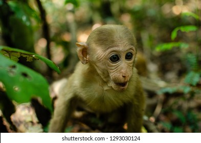 funny face baby monkey