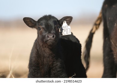 Funny Face Of Black Angus Beef Calf With Blurred Background On Texas Cattle Ranch.