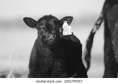 Funny face of black angus calf on rural beef ranch closeup with blurred background for agriculture.