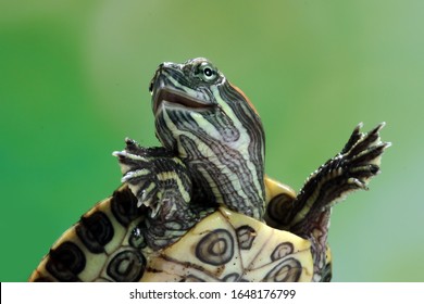 Funny Face Brazilian Turtle, Cute Little Brazilian Turtle, Closeup Face Brazilian Turtle