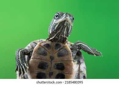 Funny Face Brazilian Turtle, Cute Little Brazilian Turtle, Closeup Face Brazilian Turtle